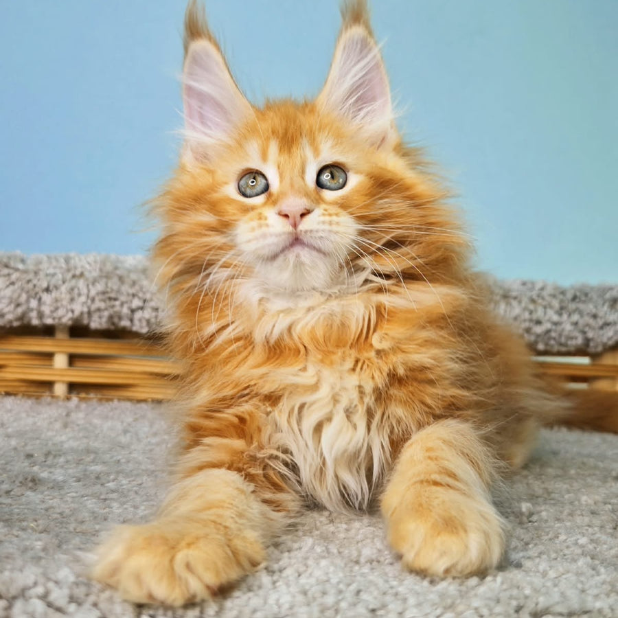 Hurrem Maine Coon female, red tabby