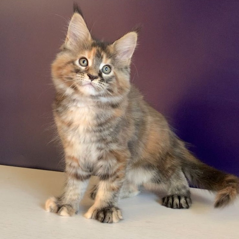 Rafaela Maine Coon polydactyl 6x6x6x6 female, black tortie tabby
