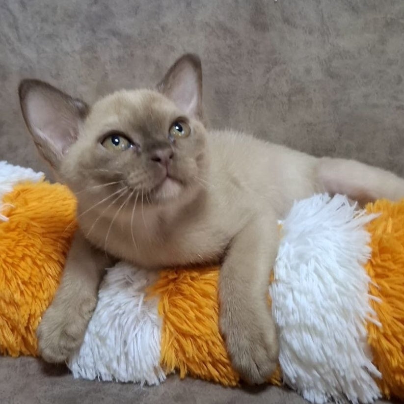 Hammer Burmese male, chocolate