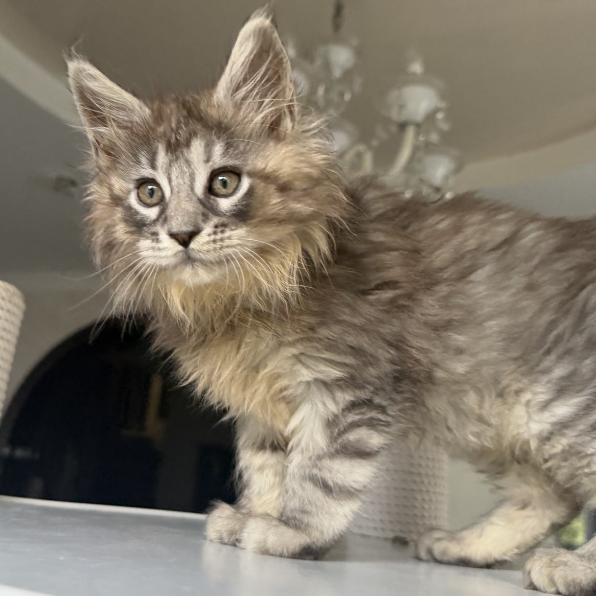 Elit Maine Coon male, black silver tabby