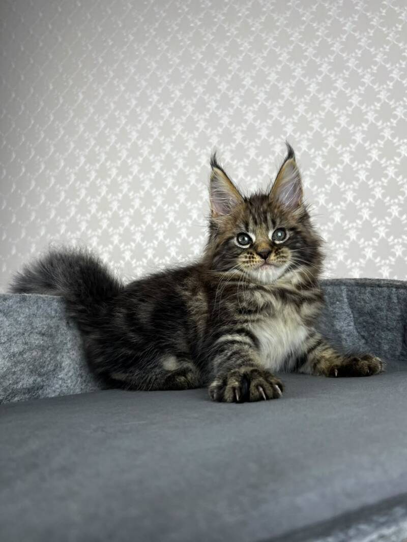 Pathos Maine Coon male, black tabby