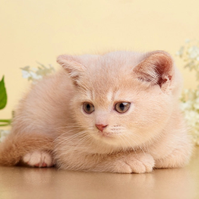 Plush British Shorthair male, cream