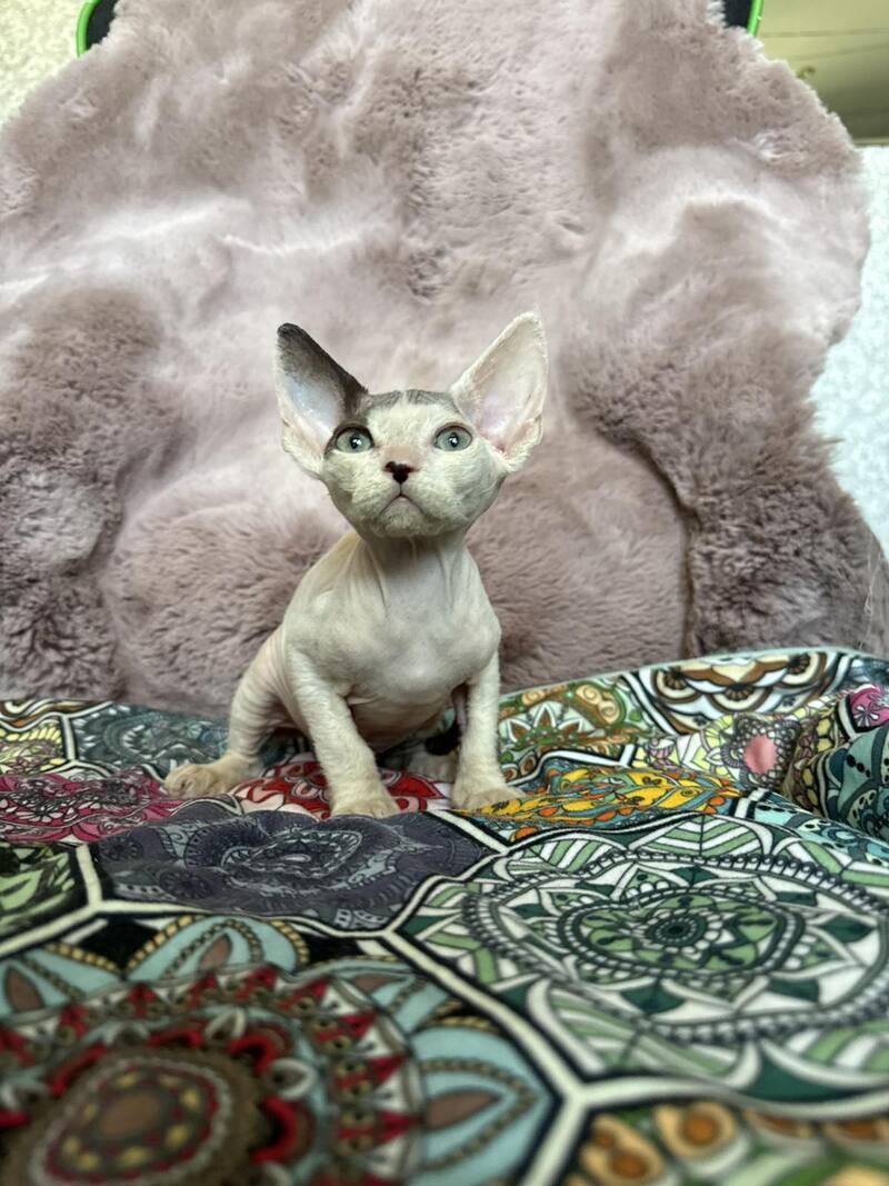 Van Devon Rex male, black harlequin