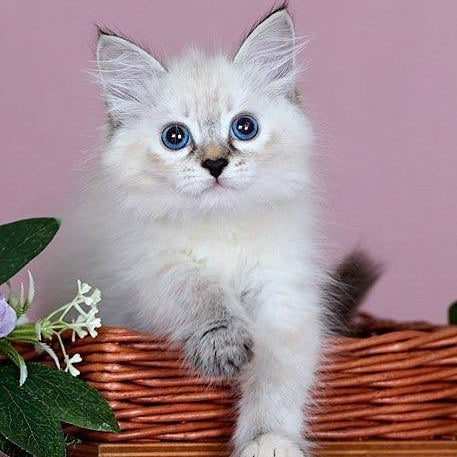 Juliet Siberian female, black with white tabby pointed