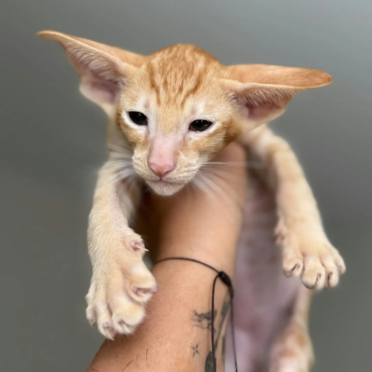 Zlatan Oriental Shorthair male, red spotted tabby
