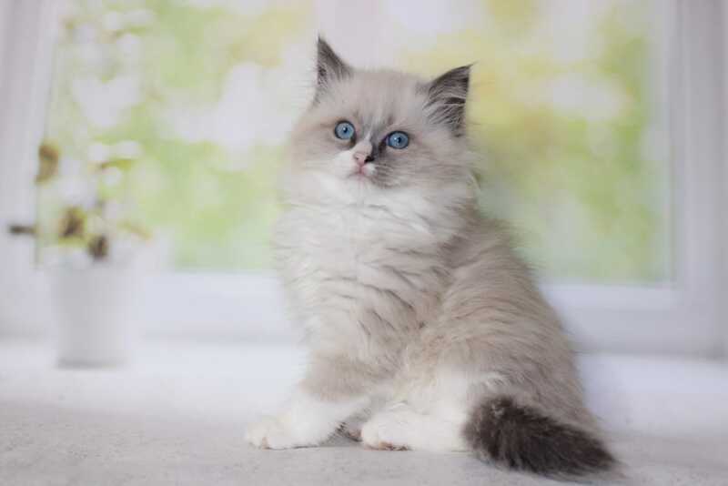 Nekole Siberian female blue pointed bicolour - live animals
