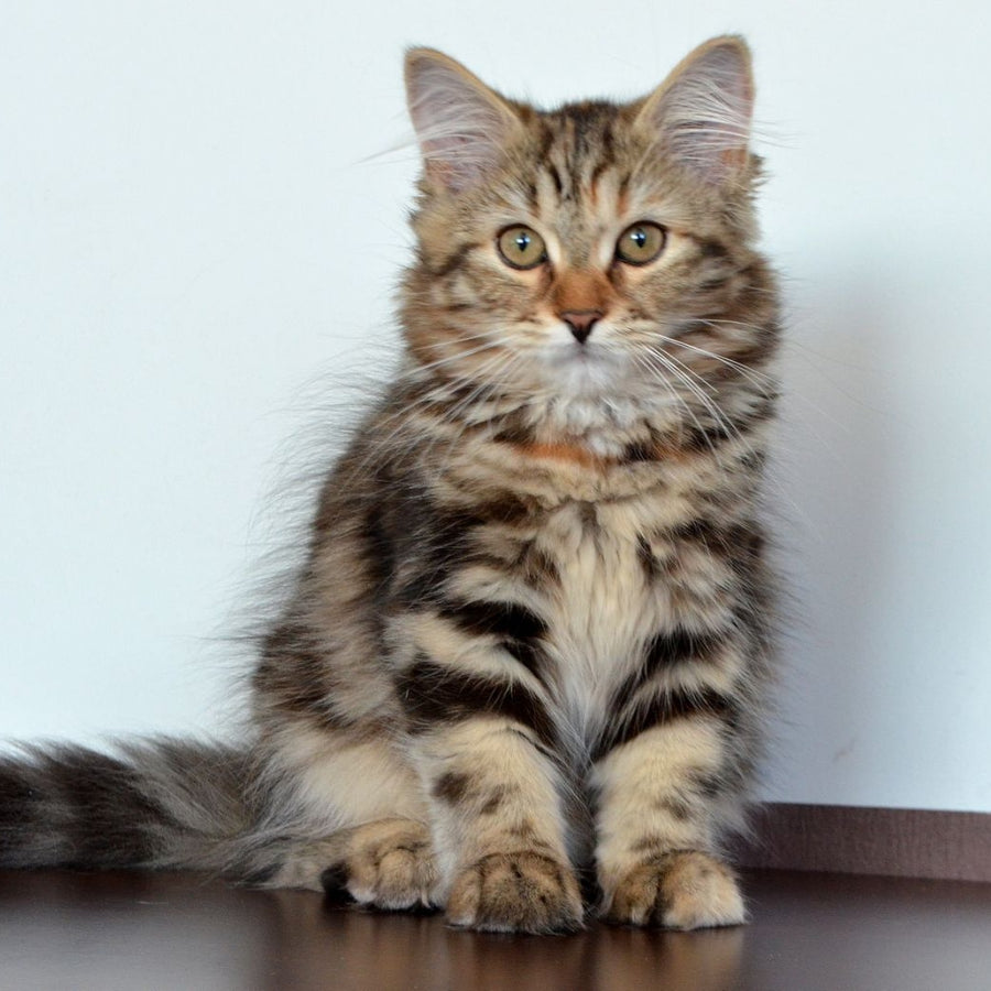 Tamina Siberian female, black tortie tabby