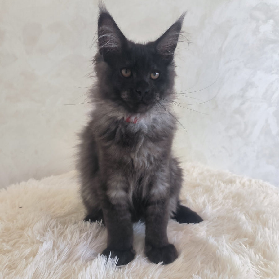 Xander Maine Coon male, black silver