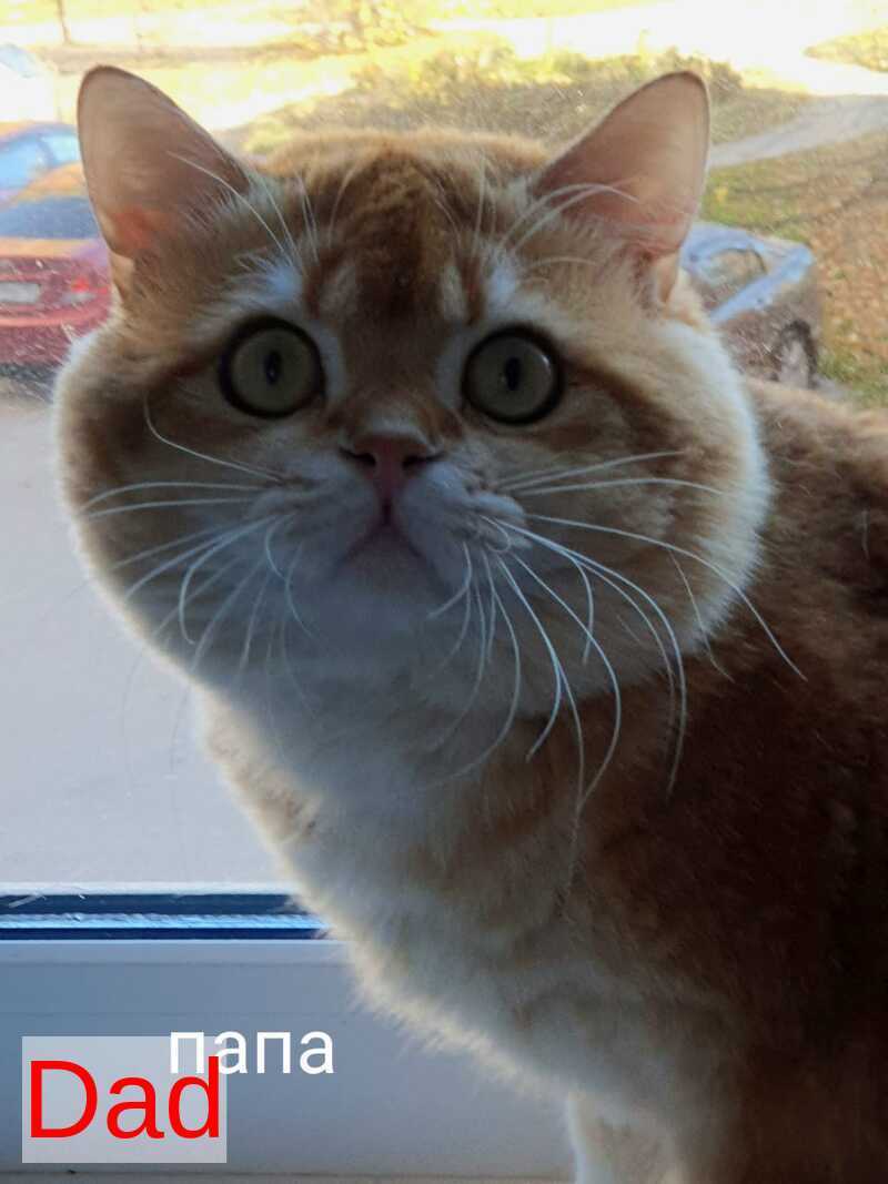 Olympic Scottish Fold male red ticked tabby - live animals