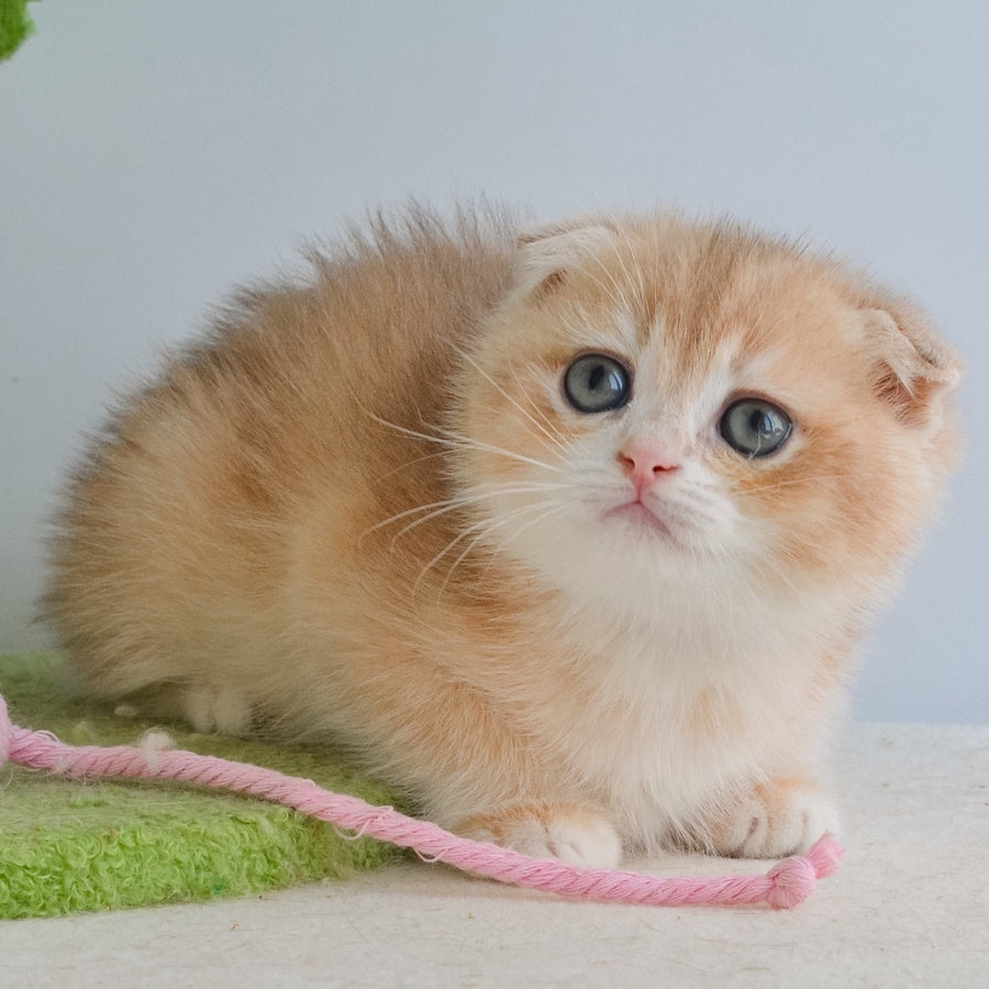 Henrik Scottish Fold male, blue golden chinchilla