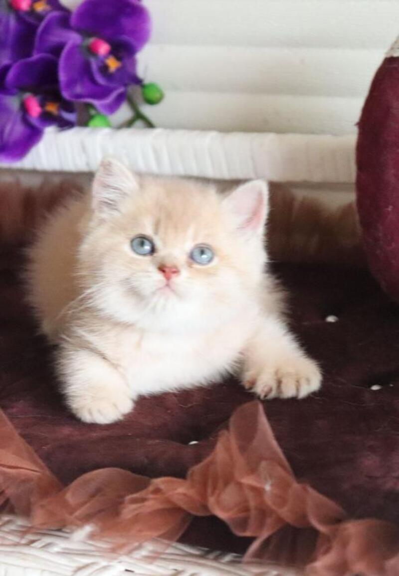 Stoun British Shorthair male, lilac golden shaded