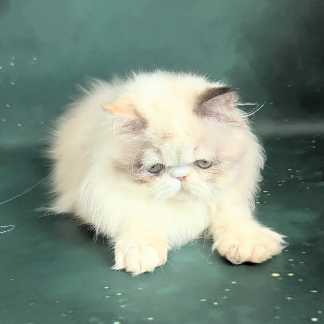 Nelli Persian female, blue tortie pointed bicolour