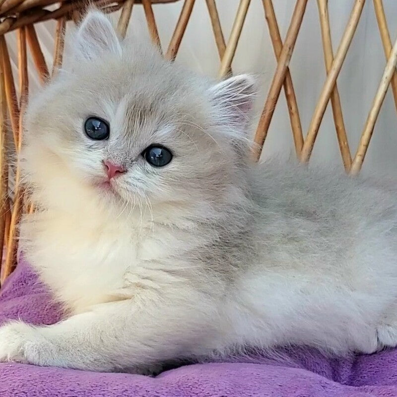 Zara British Longhair female blue golden shaded - live animals