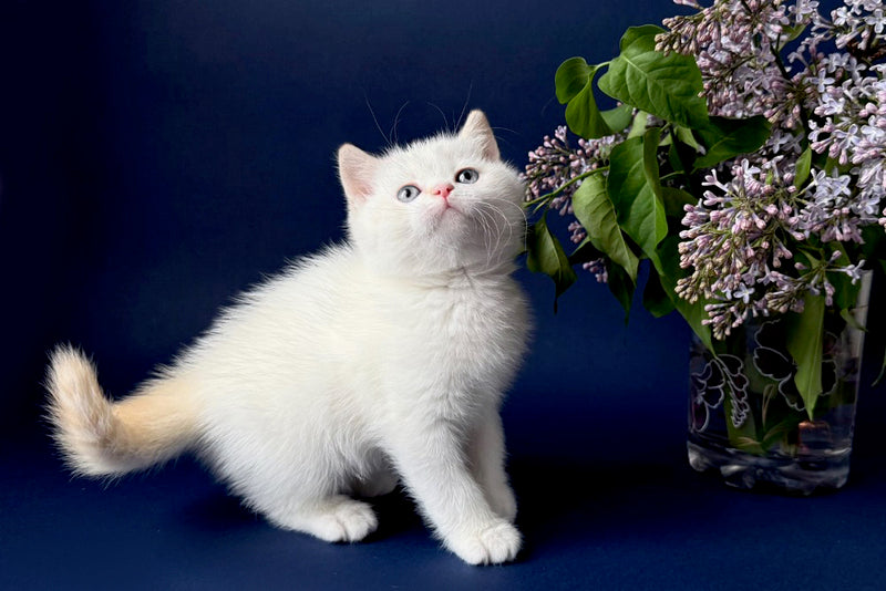 Leandro British Shorthair male, silver pointed bicolour