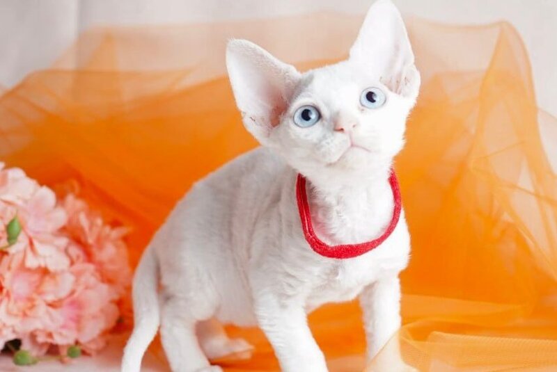 Naitiri Devon Rex female white - live animals