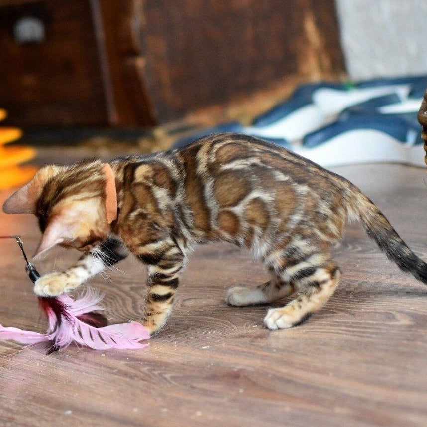 Anthey Bengal male, black spotted tabby