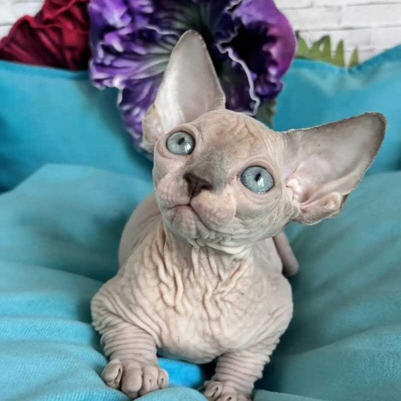 Bazis Canadian Sphynx male, blue pointed bicolour