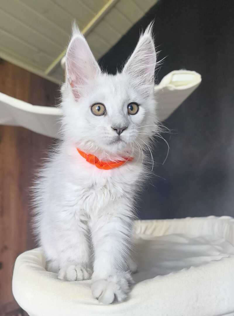 Ulina Maine Coon female, black silver shaded