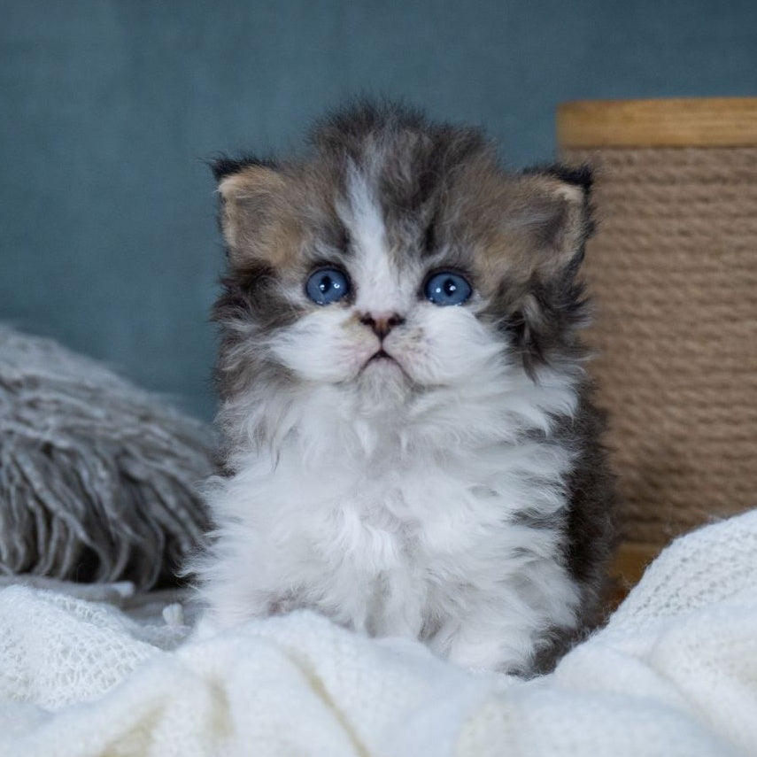 Gatsby Selkirk Rex male, black tabby with white