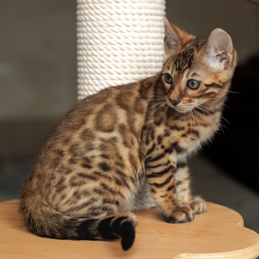Nala Bengal female, black spotted tabby