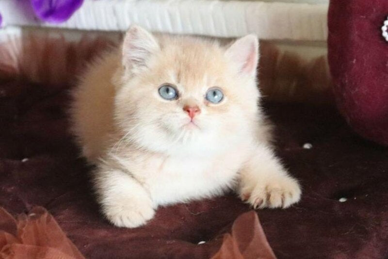 Stoun British Shorthair male, lilac golden shaded