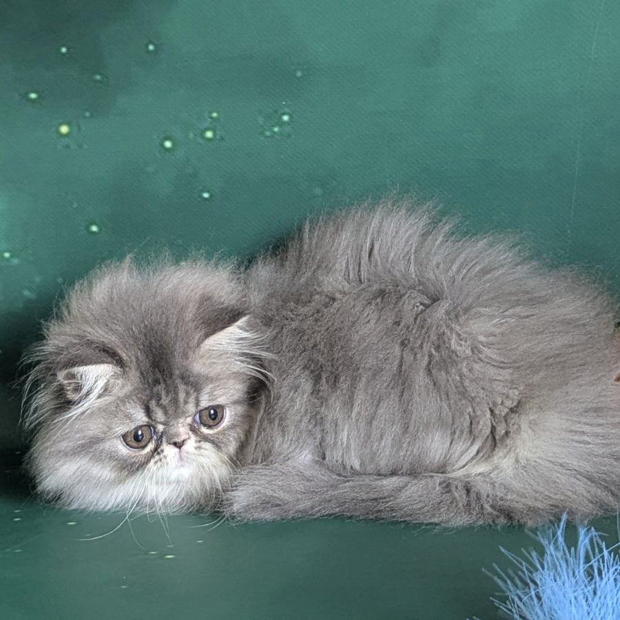 Donya Persian female, blue tortie