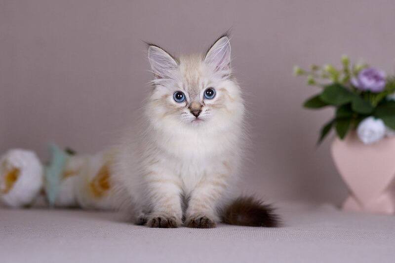Halva Siberian female black tabby pointed - live animals