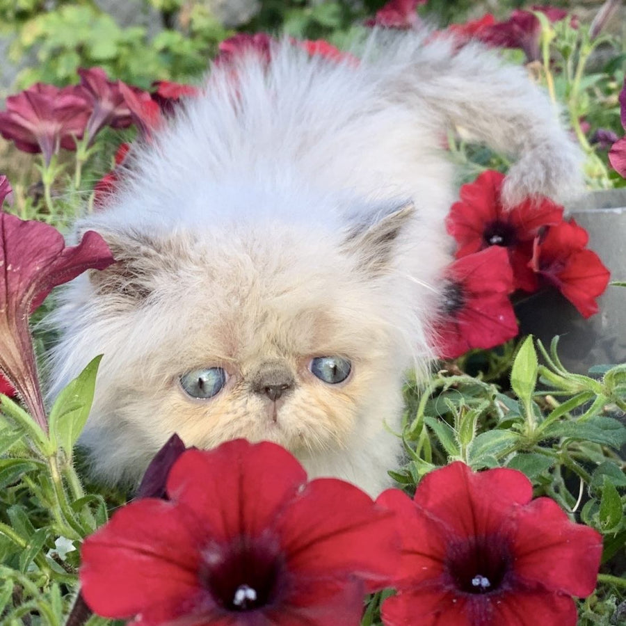 Bruno Persian male, blue pointed
