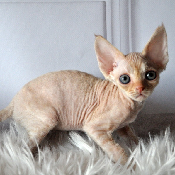 Nikov Devon Rex male, red spotted tabby