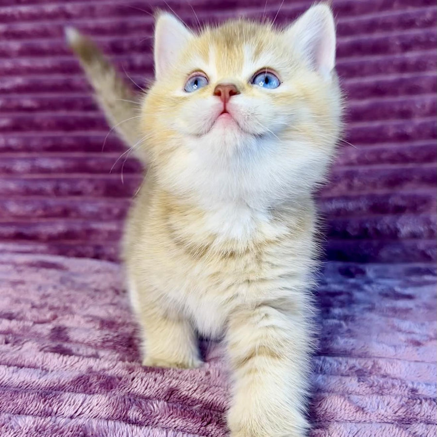 Eden British Shorthair female, cinnamon golden shaded with white