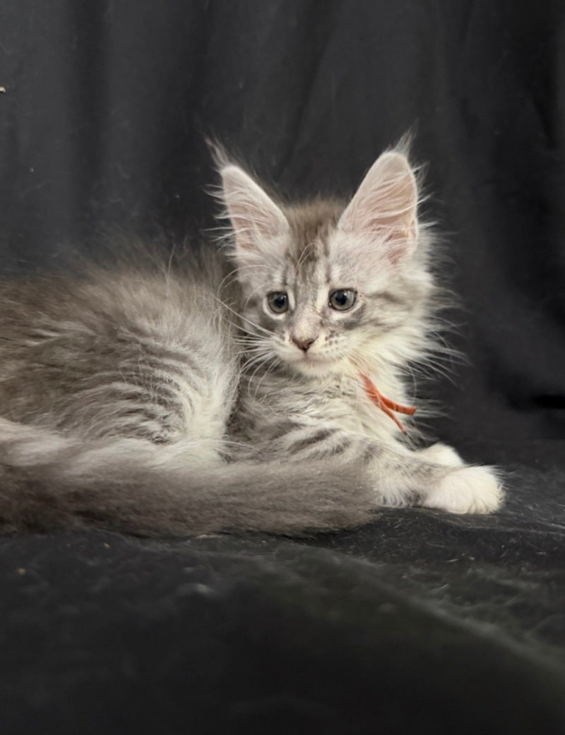 Zoryana Maine Coon female, blue silver tabby with white