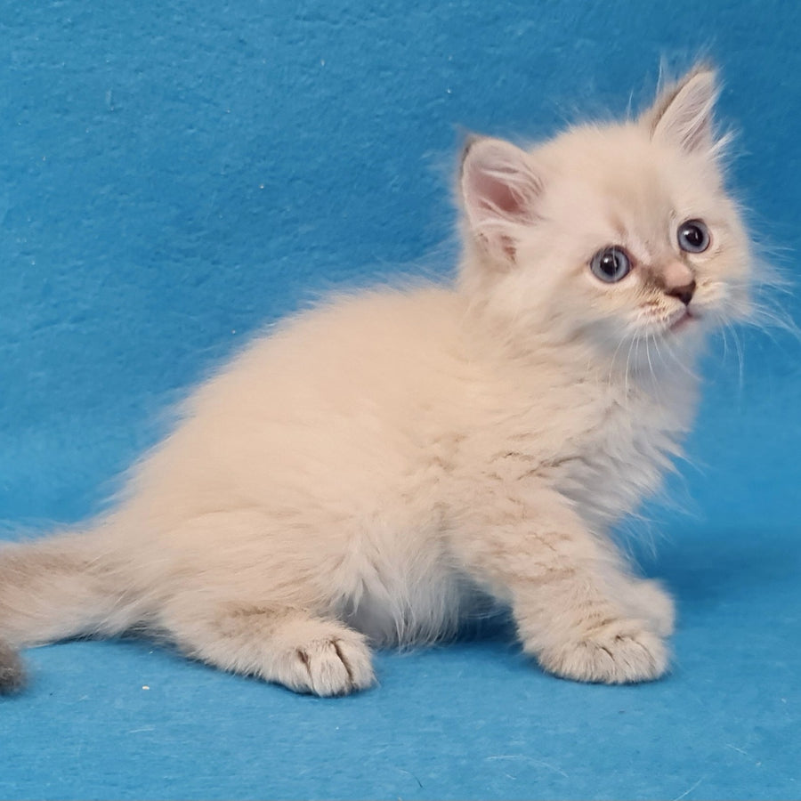 Buddy Siberian male, blue tabby pointed