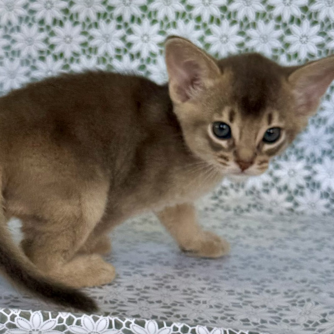 Hiron Abyssinian male, blue