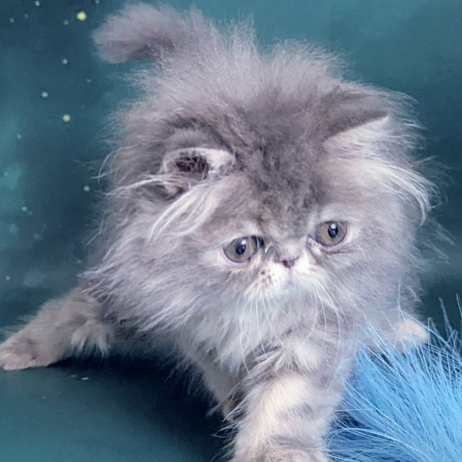 Patricia Persian female, blue tortie