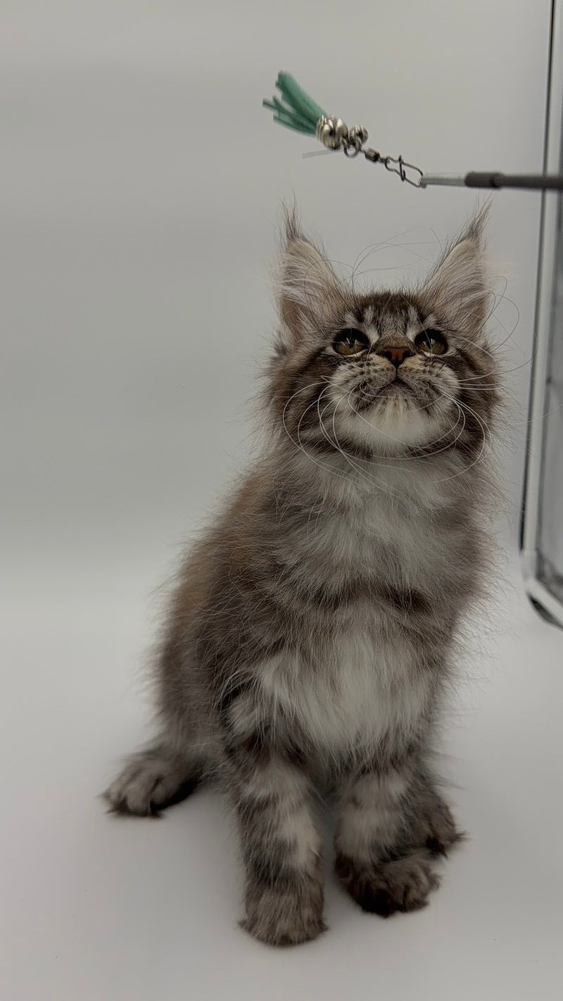Kiss Maine Coon male black silver tabby - live animals