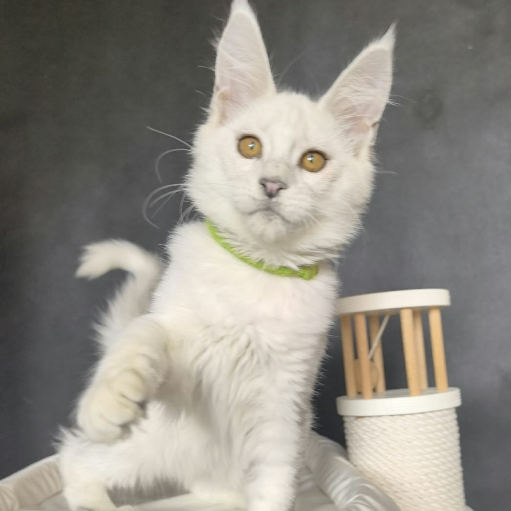 Wilma Maine Coon female, black silver chinchilla