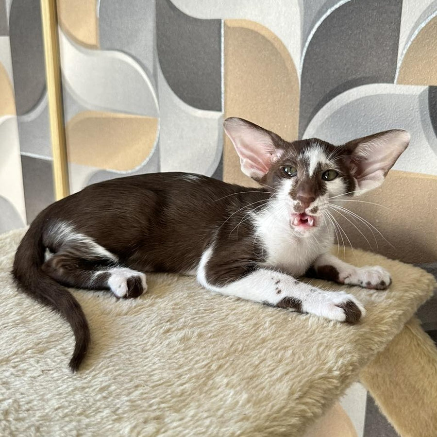 Malva Oriental Shorthair female, chocolate bicolour