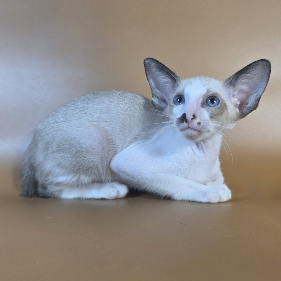 Cheesecake Oriental Shorthair male, black mitted