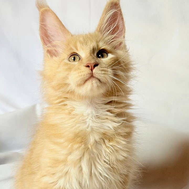 Lazarus Maine Coon polydactyl 6x6x6x6 male, cream silver tabby