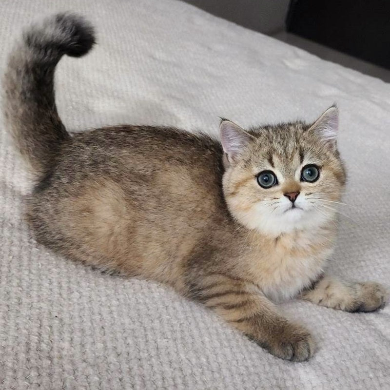 Kababis British Shorthair male, black golden ticked tabby