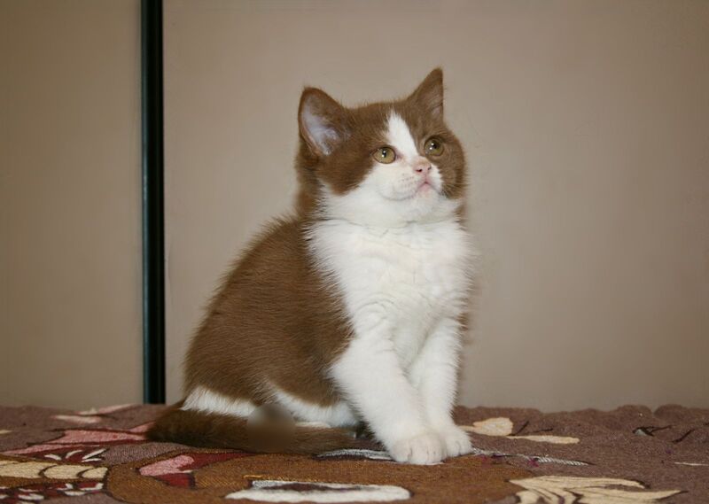 Jasper British Shorthair male, cinnamon bicolour