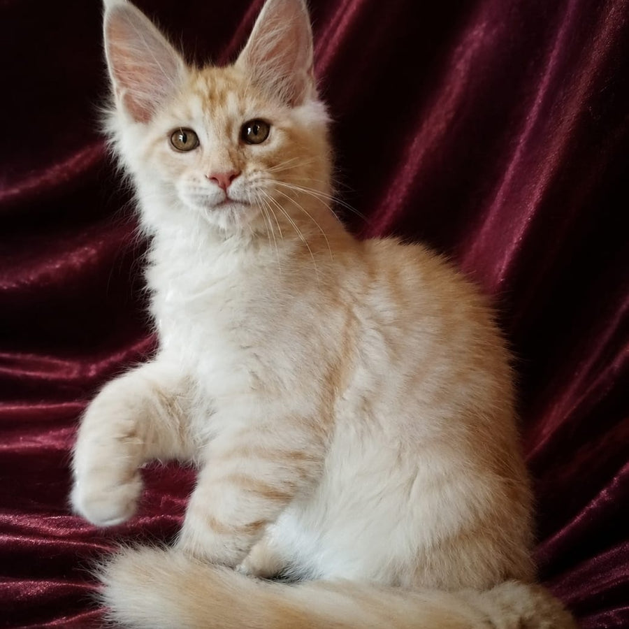 Vitas Maine Coon male, red silver tabby