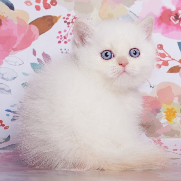 Atlas British Shorthair male, cream pointed