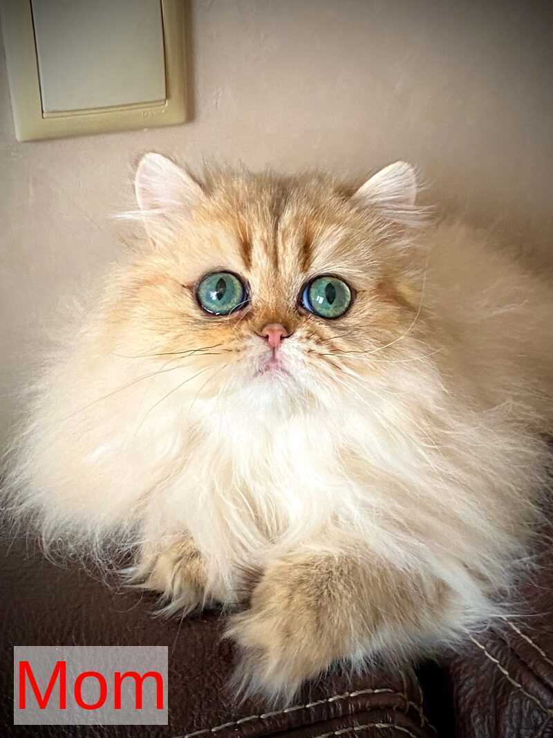 Tiffany Persian female, black golden shaded