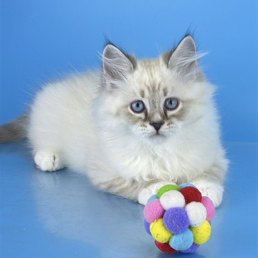 Atos Siberian male, black tabby pointed bicolour
