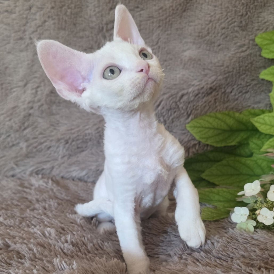Watson Devon Rex male, white