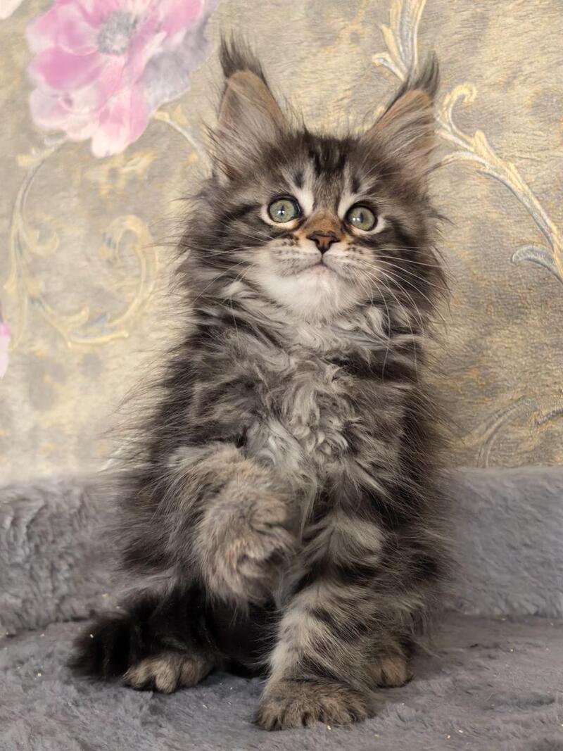 Dianne Maine Coon female black tabby live animals