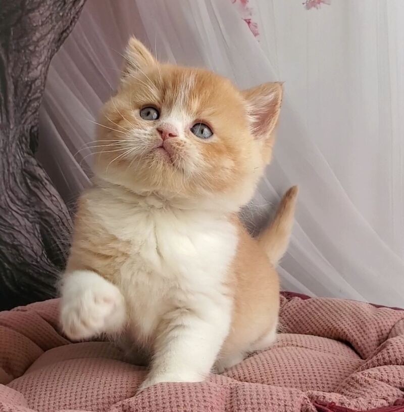 Unique British Shorthair male red bicolour - live animals
