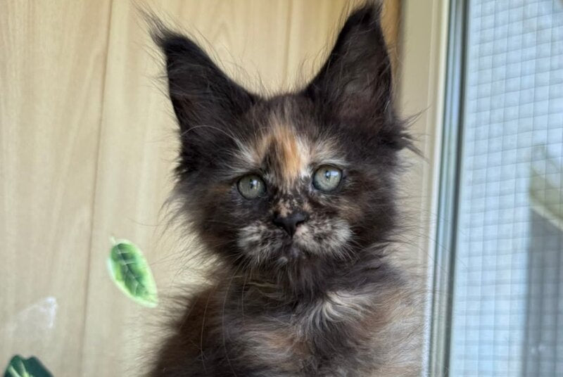 Aquatory Maine Coon polydactyl female, black tortie silver