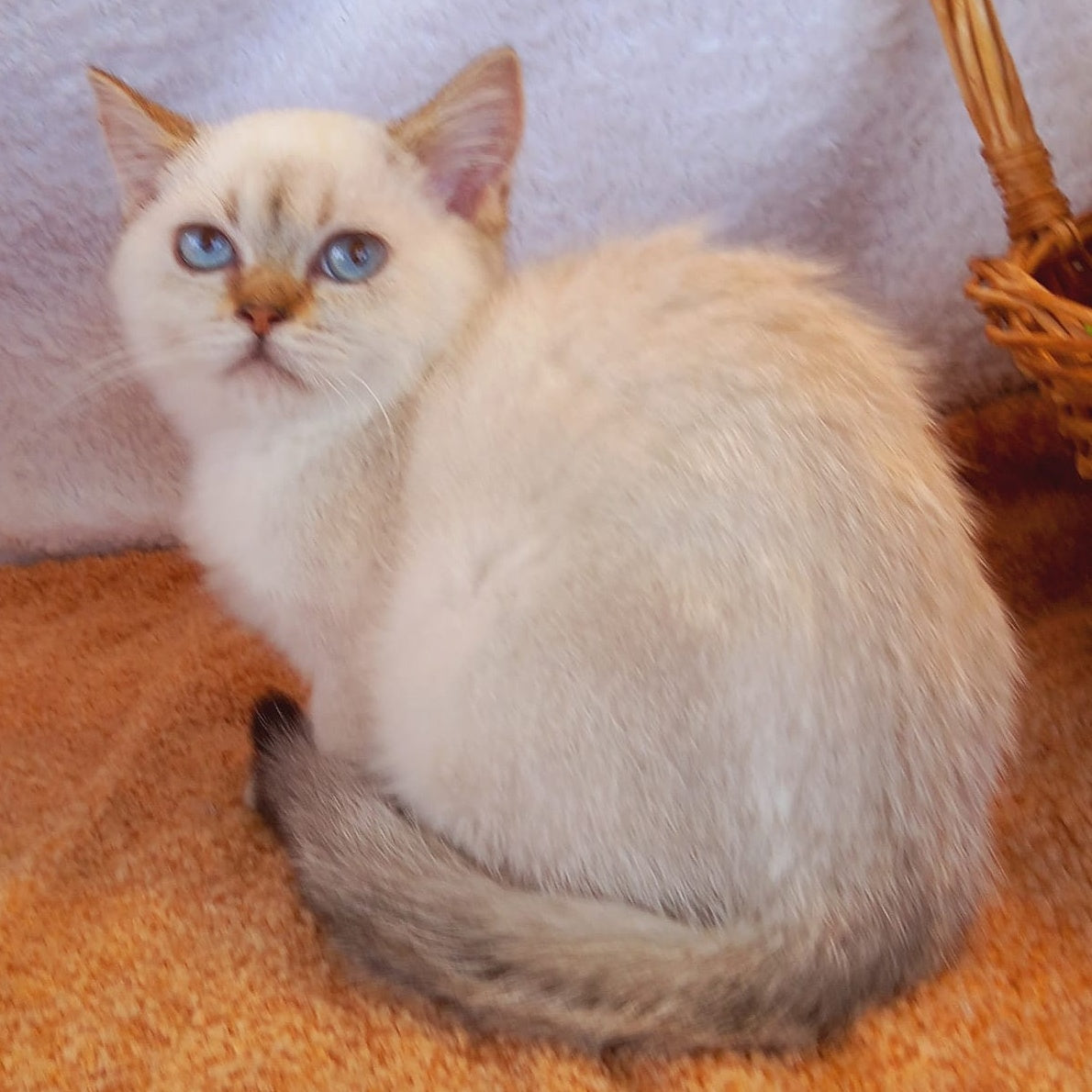Marta Scottish Straight female, black golden shaded pointed